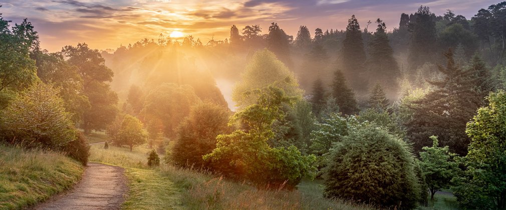 Sunrise over Bedgebury National Pinetum