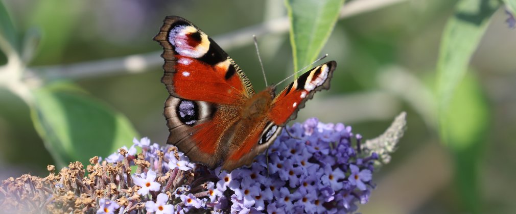 Peacock butterfly on buddleja at Bedgebury National Pinetum