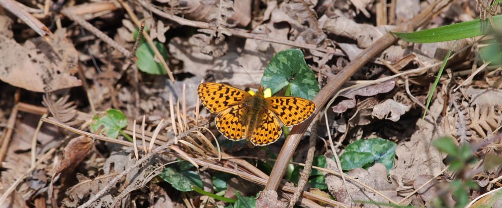 Butterfly on the forest floor
