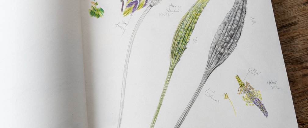 Botanical paintings inside artist's sketchbook 