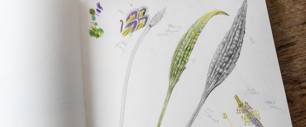 Botanical paintings inside artist's sketchbook 