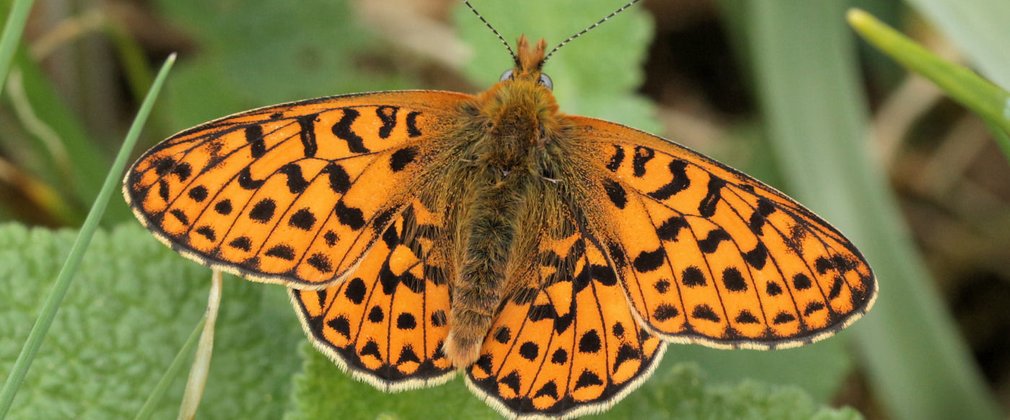 Pearl-bordered fritillary