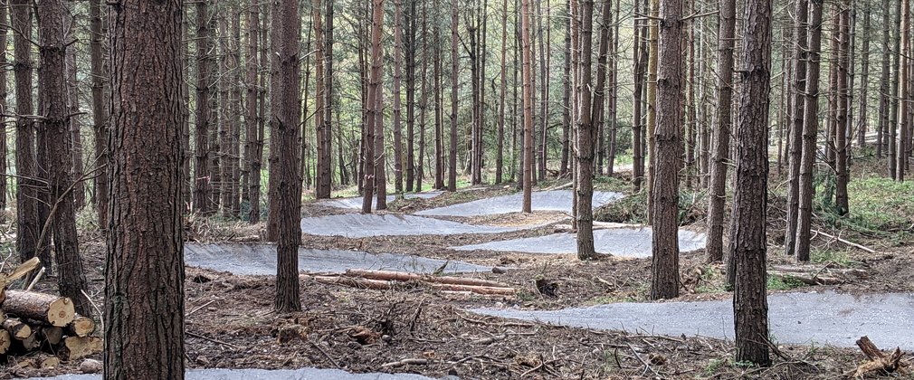 Perry's Trail at Cannock Chase Forest