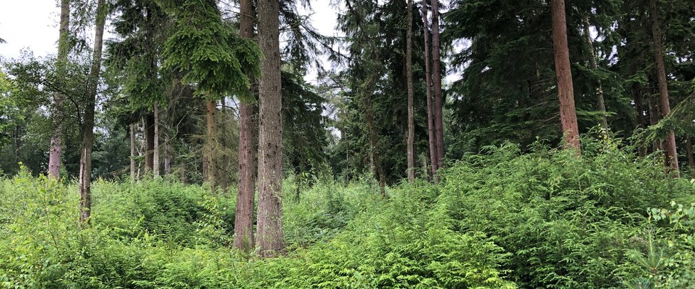 Green shrubbery surrounding tall conifer trees