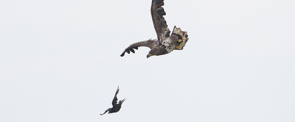 White-tailed eagle chasing a covid in the sky