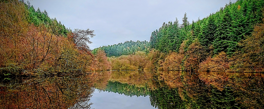 A lake within the forest in autumn