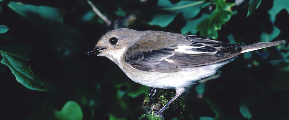 Pied-Flycatcher in tree