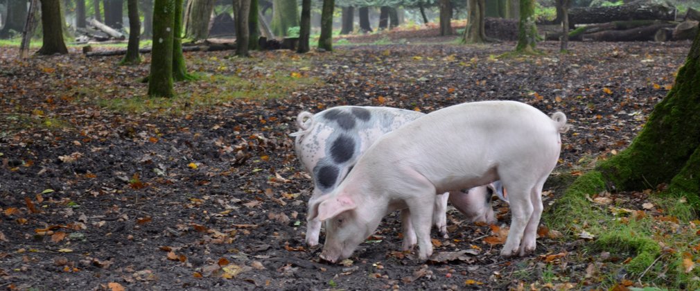 Pigs eating fallen acorns in the New Forest