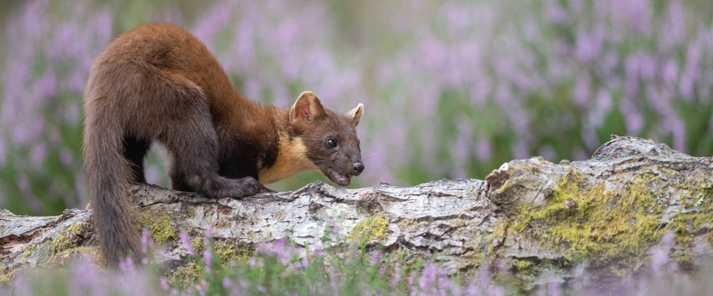 Pine Marten on a fallen tree