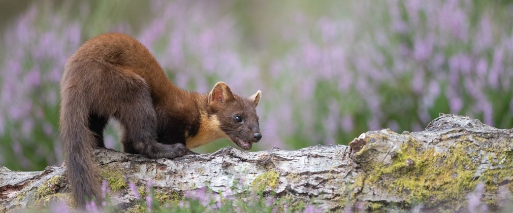 Pine Marten