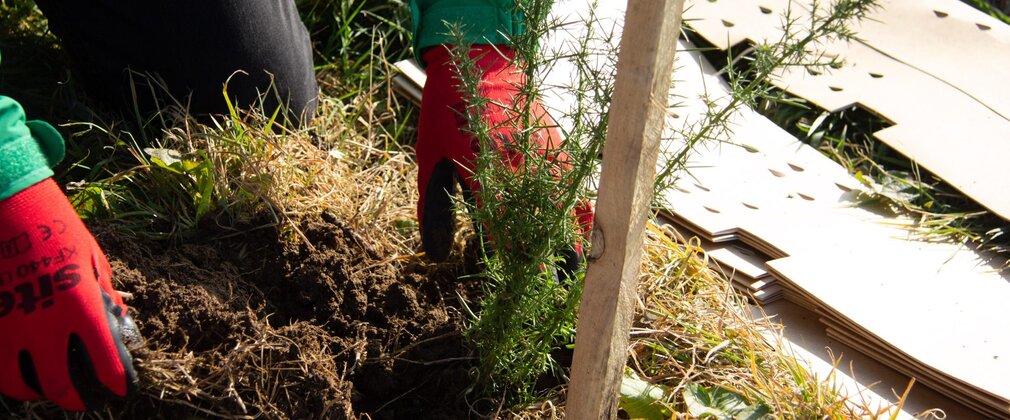 Close-up of gloves hands planting a young tree in soil.