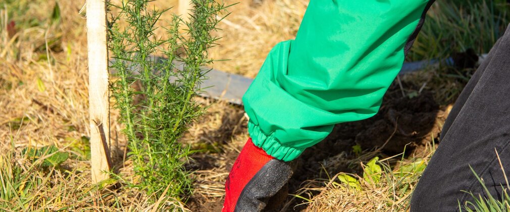 Close-up of gloved hand planting a young tree in earth.