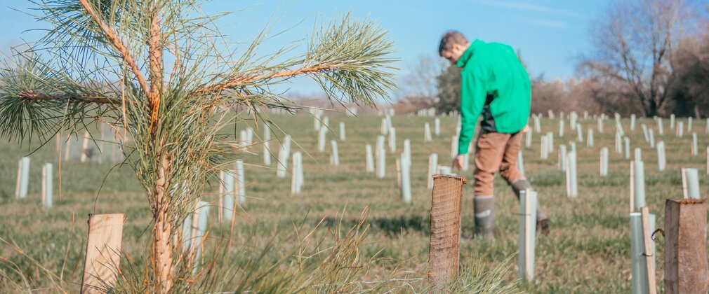 Close-up of sapling in the foreground will newly planted trees in protective covers shown across a wide area behind with a man leaning over one.