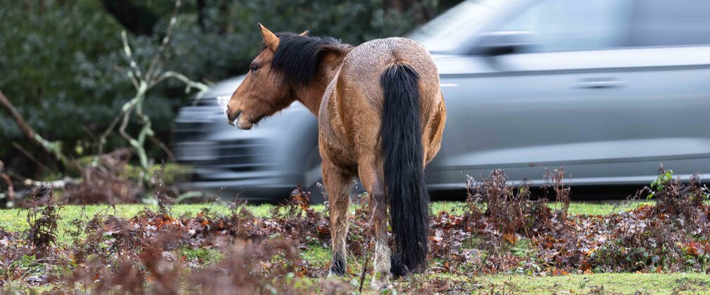 A New Forest pony waiting to cross a road as a vehicle passes by