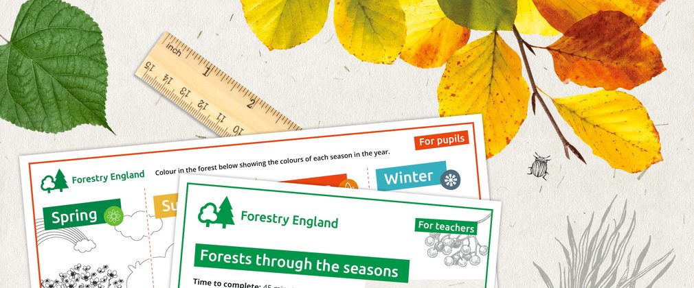 Graphic design banner showing leaves of different colours, a ruler and example worksheets