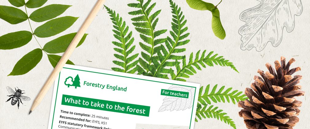 Graphic artwork banner showing pine cone, different leaves, a pencil and example worksheet