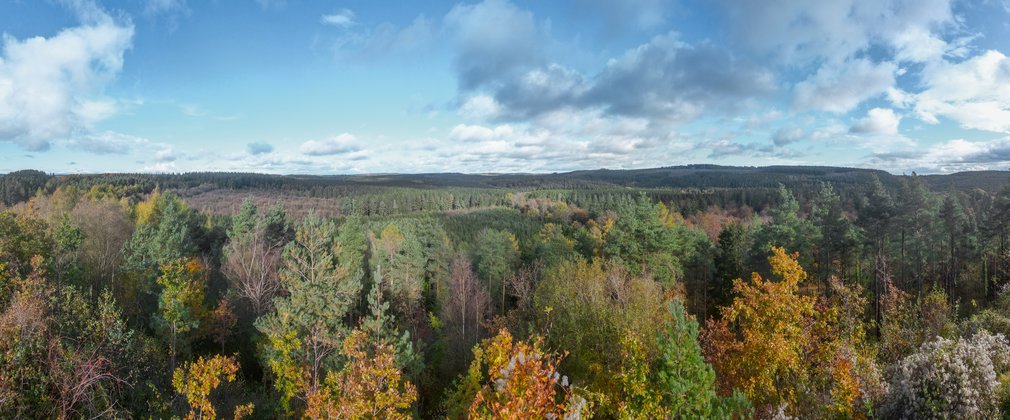 Panoramic image of a forest
