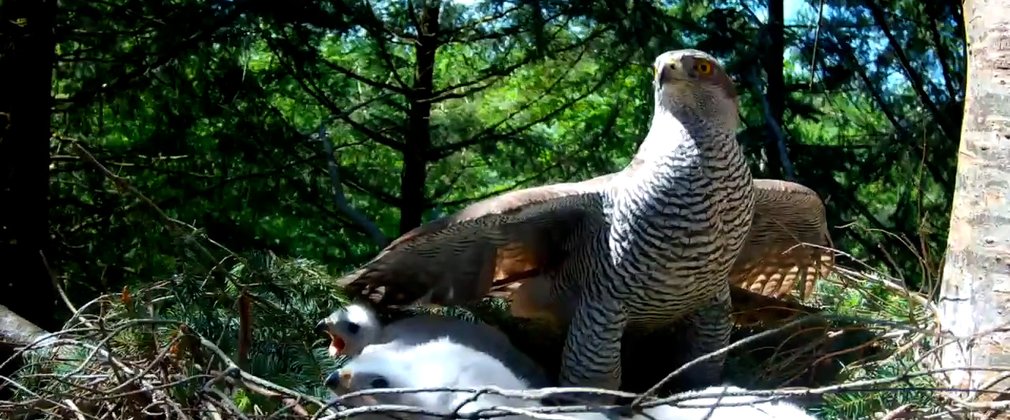 Goshawks