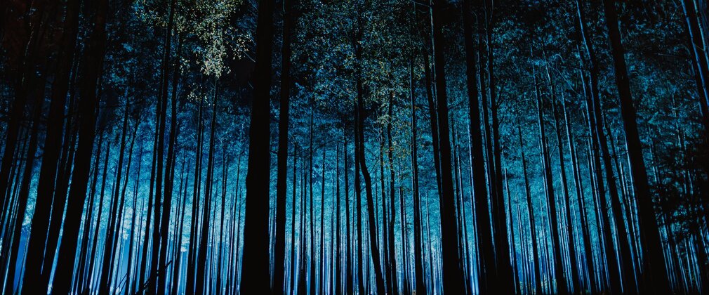 Dark trees backlit in blue.