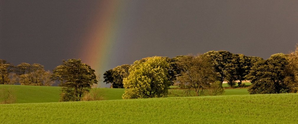 Dark skies brightened by a clear rainbow over green broadleaf trees