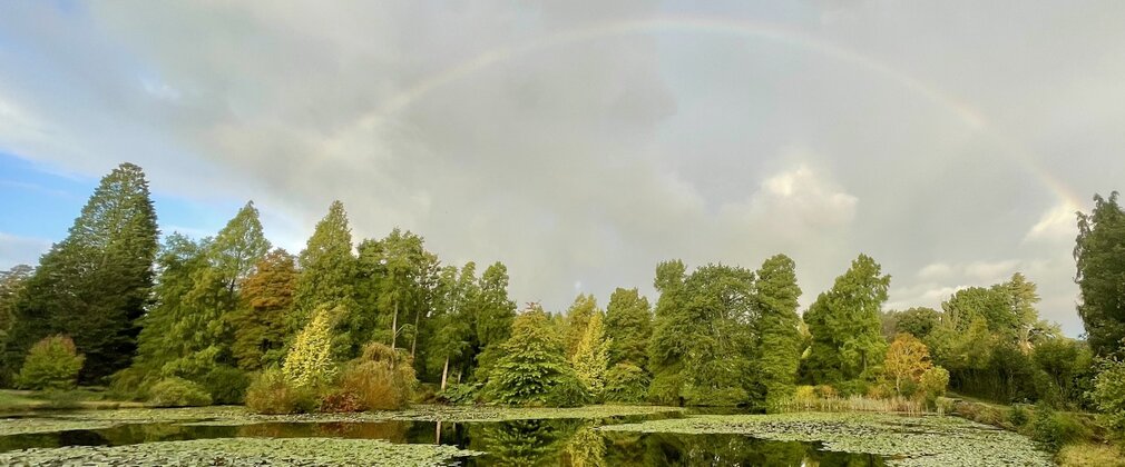 A rainbow over a view of tall deciduous conifers next to a lake.