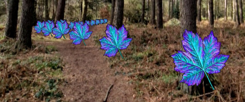 A conifer forest with reciprocity images of sycamore leaves overlaid