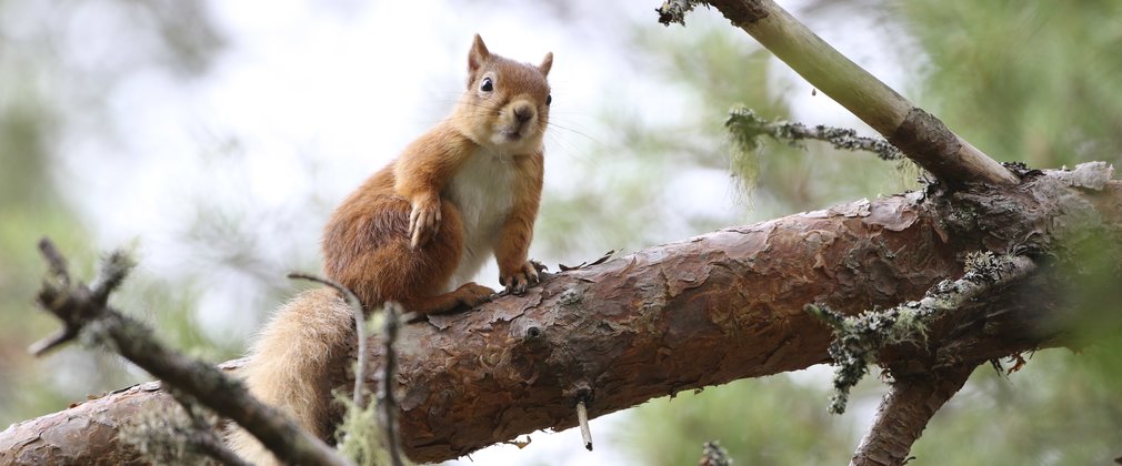 Red squirrel on a branch