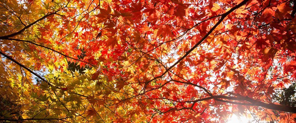 Autumn coloured canopy from below