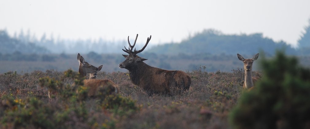 Red stag with hinds