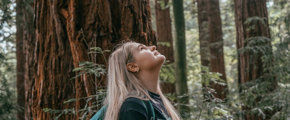 A women stands by a large redwood trunk, looking upwards into the tree canopy