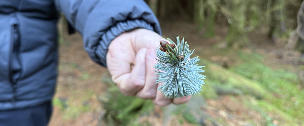 A person holding a spruce branch towards