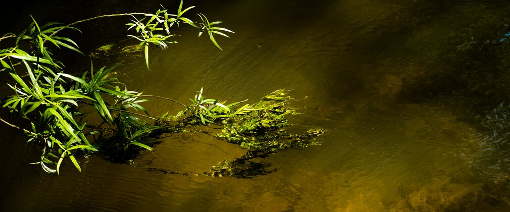 Plants hanging across gently lit river surface