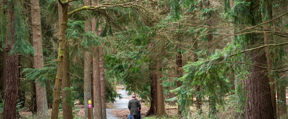 Rendlesham Forest