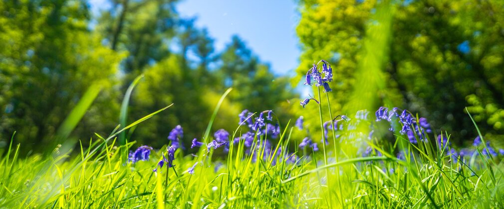 Bluebells in long grass with large trees and blue sky in background