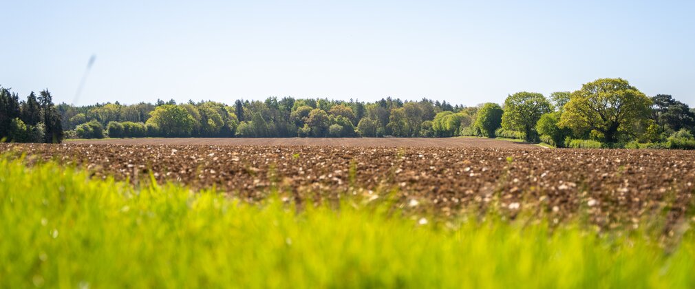 Long grass in foreground, followed by arable field, and established woodland in background