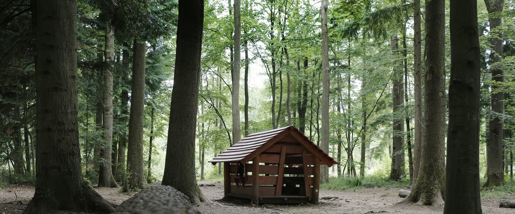 Shadey forest scene with wooden cabin