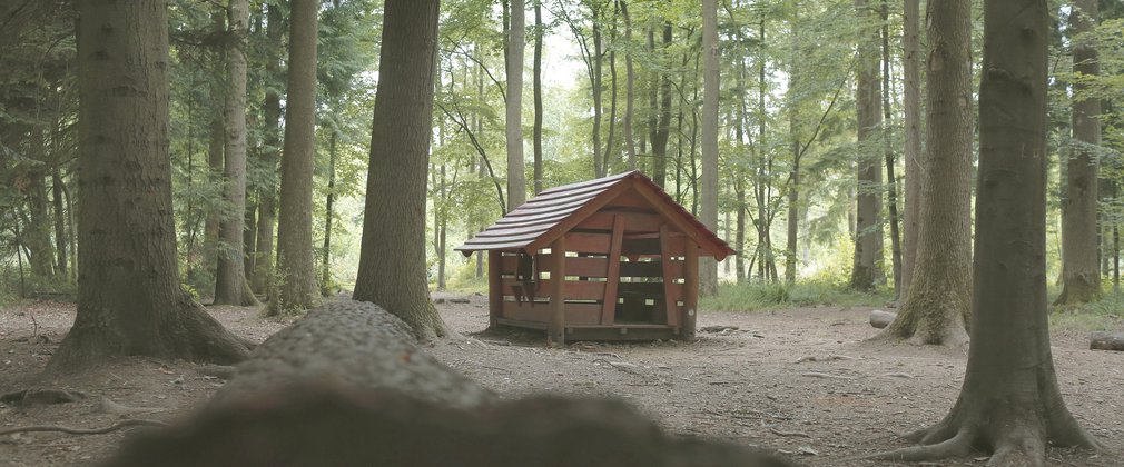 Wooden hut in Salcey forest clearing