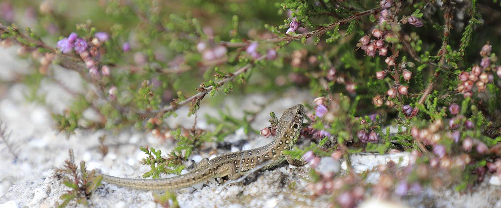 Sand Lizard in forest