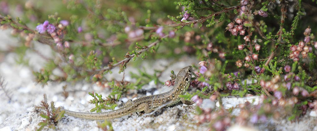 Sand Lizard in forest