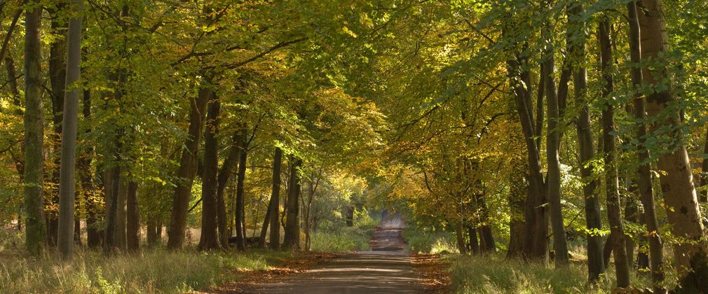 Drive through Savernake forest under tree canopy 