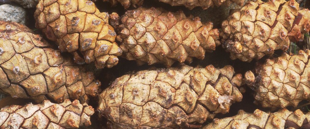 Close-up of a cluster of brown cones from a Scots pine