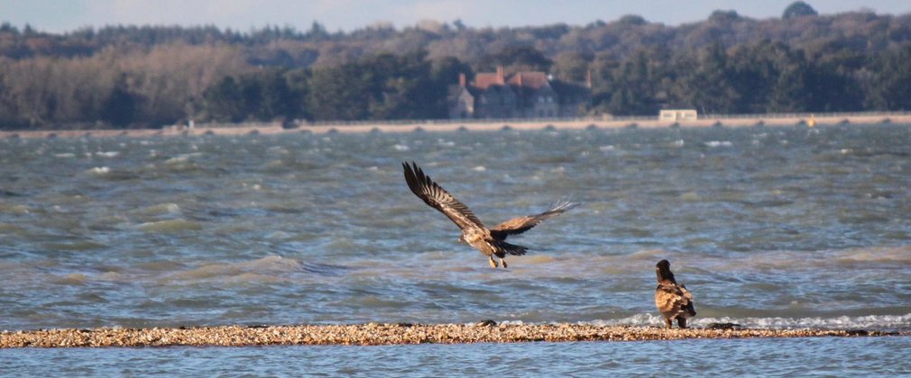 Pair of white-tailed eagles over water