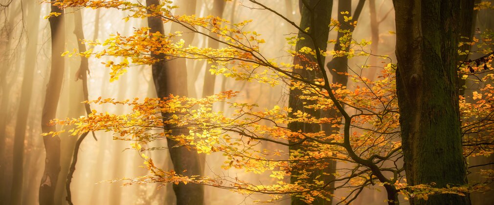 A close up photo of branches with yellow autumn leaves on.