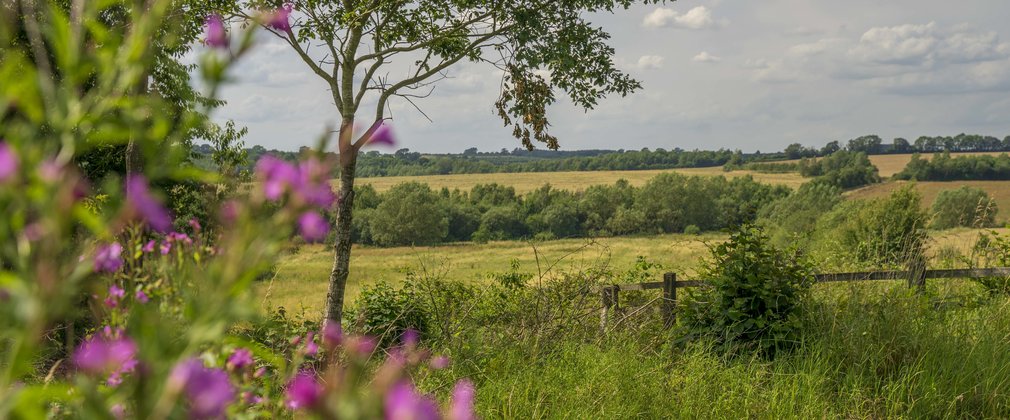 Purple flowers within green forest and field landscape