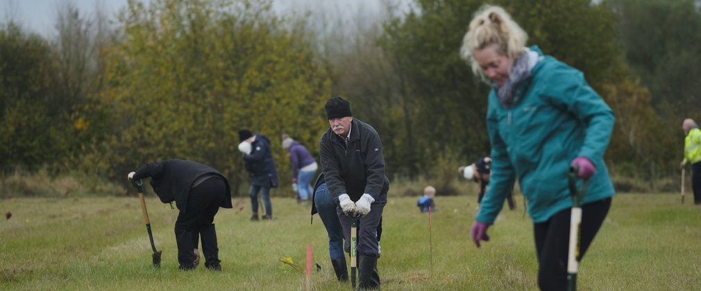 Man planting a tree with a spade