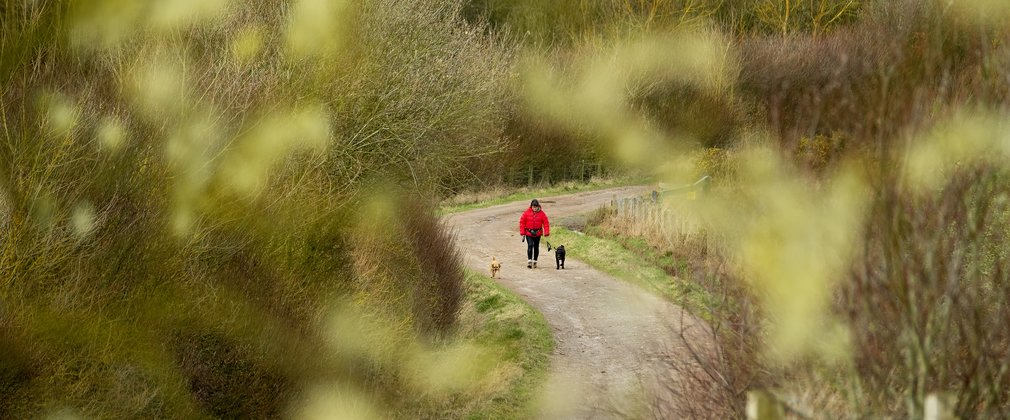 Woman walking dog through the windy paths in winter forest