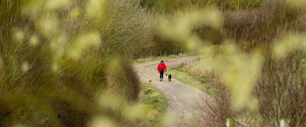 Woman walking dog through the windy paths in winter forest 