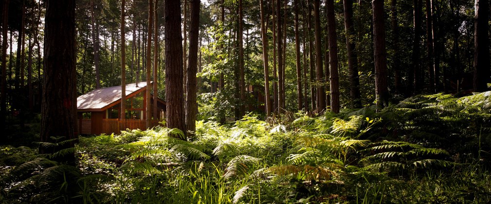Forest Holidays cabin in the woods at Sherwood Pines