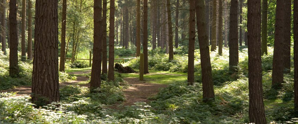 Woodland path running through trees