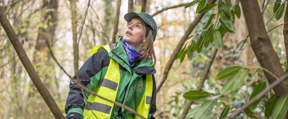 A ranger wearing hi viz vest looks up at the trees